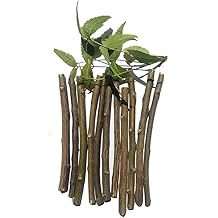 Natural Fresh Neem Datun Stick for Teeth | Nim Twigs for Good Tooth Gems, Relieve Tooth Ache | Chew Sticks Promotes Fresh Breath and Health Pack of 20 pcs.