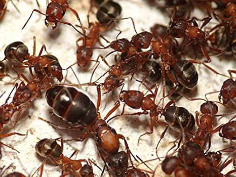 AntsRus Formica sanguinea queen with 1-5 workers